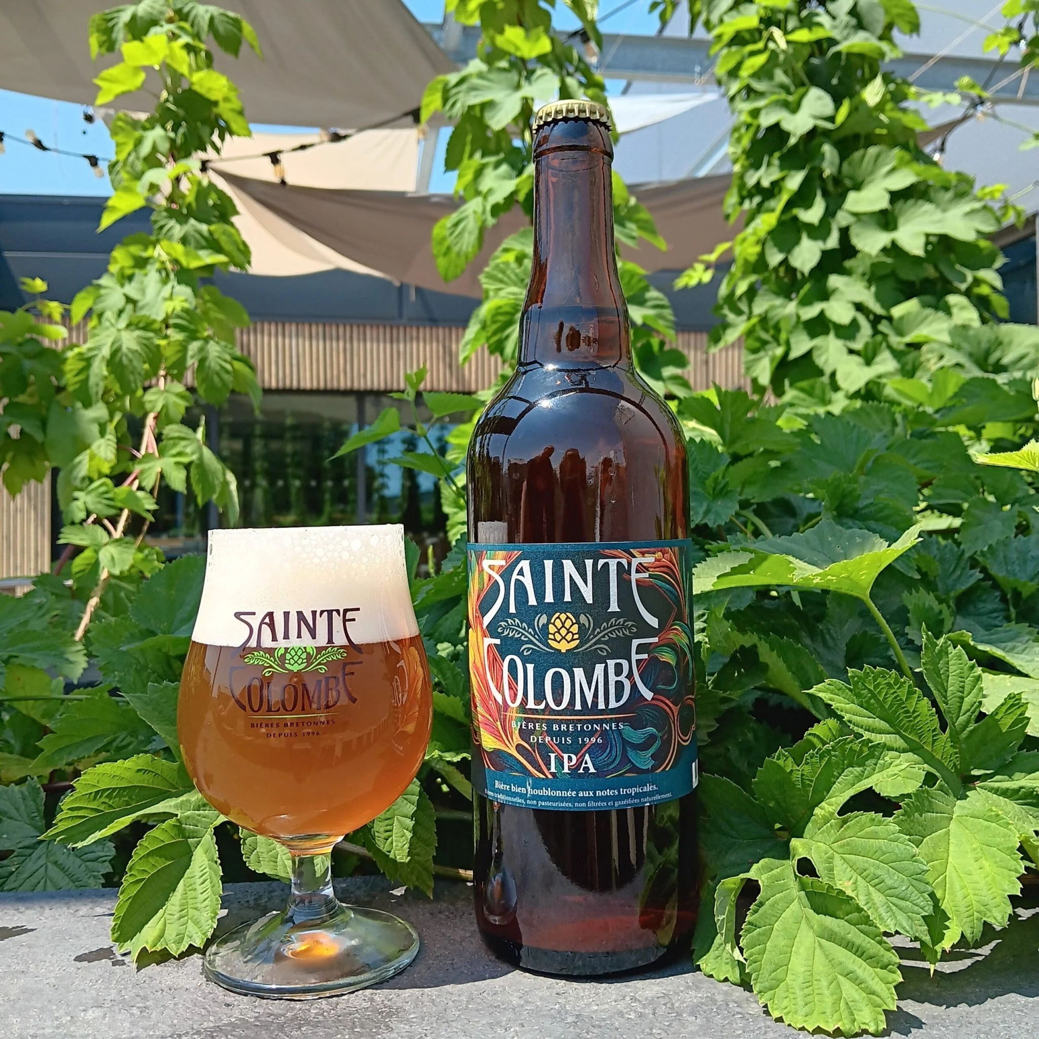 IPA - 6,5% -